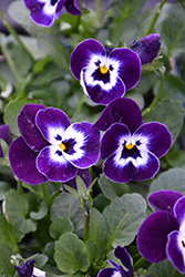 Sorbet XP Purple Face Pansy (Viola 'PAS733563') at Lakeshore Garden Centres