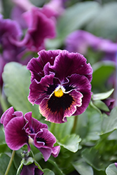Frizzle Sizzle Mini Purple Shades Pansy (Viola cornuta 'Frizzle Sizzle Mini Purple Shades') at A Very Successful Garden Center