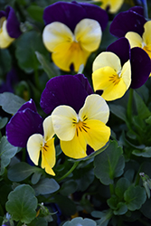 Penny Yellow Jump Up Pansy (Viola cornuta 'Penny Yellow Jump Up') at A Very Successful Garden Center