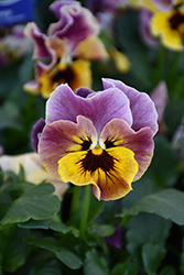 Frizzle Sizzle Mini Tapestry Pansy (Viola cornuta 'Frizzle Sizzle Mini Tapestry') at Stonegate Gardens