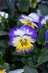 Penny Primrose Picotee Pansy (Viola cornuta 'Penny Primrose Picotee') at A Very Successful Garden Center