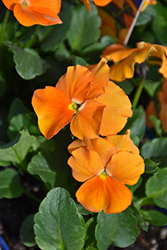 Penny Orange Pansy (Viola cornuta 'Penny Orange') at Lakeshore Garden Centres
