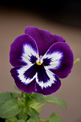 Spring Matrix Purple & White Pansy (Viola 'PAS420686') at A Very Successful Garden Center