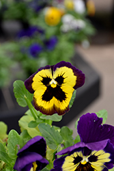 Matrix Yellow Purple Wing Pansy (Viola 'PAS1122755') at A Very Successful Garden Center