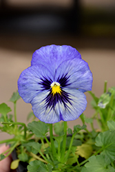 Matrix Blue Frost Pansy (Viola 'PAS284632') at A Very Successful Garden Center