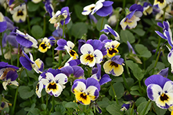 Admire Jolly Face Pansy (Viola cornuta 'Admire Jolly Face') at A Very Successful Garden Center