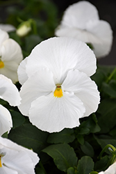 Matrix White Pansy (Viola 'PAS882787') at A Very Successful Garden Center