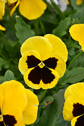 Spring Matrix Yellow Blotch Pansy (Viola 'PAS912406') at A Very Successful Garden Center