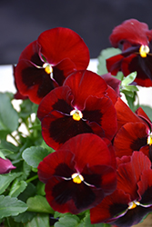Mammoth Big Red Pansy (Viola x wittrockiana 'Mammoth Big Red') at Lakeshore Garden Centres