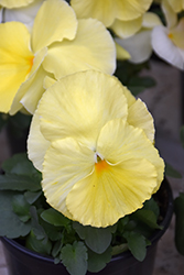 Delta Premium Pure Primrose Pansy (Viola x wittrockiana 'Delta Premium Pure Primrose') at A Very Successful Garden Center