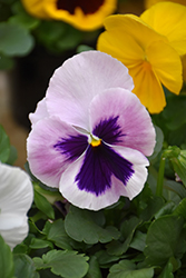 Mammoth Pink Berry Pansy (Viola x wittrockiana 'Mammoth Pink Berry') at A Very Successful Garden Center