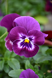 Cool Wave Raspberry Pansy (Viola x wittrockiana 'PAS1196270') at Lakeshore Garden Centres