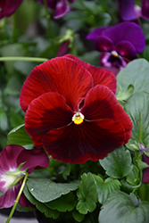 Mammoth Rocky Rose Pansy (Viola x wittrockiana 'Mammoth Rocky Rose') at Lakeshore Garden Centres