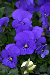Sorbet XP True Blue Pansy (Viola 'PAS786651') at Lakeshore Garden Centres