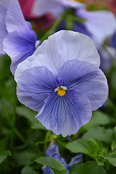 Delta Premium Pure Light Blue Pansy (Viola x wittrockiana 'Delta Premium Pure Light Blue') at A Very Successful Garden Center