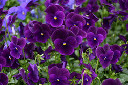 Sorbet XP Purple Pansy (Viola 'PAS787262') at Stonegate Gardens