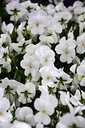 Sorbet XP White Pansy (Viola 'PAS737505') at Lakeshore Garden Centres