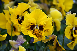 Frizzle Sizzle Yellow Pansy (Viola x wittrockiana 'Frizzle Sizzle Yellow') at Lakeshore Garden Centres