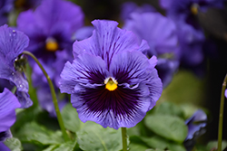 Frizzle Sizzle Blue Pansy (Viola x wittrockiana 'Frizzle Sizzle Blue') at A Very Successful Garden Center