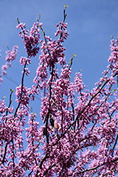 Rise 'N Shine Redbud (Cercis canadensis 'JN15') at A Very Successful Garden Center
