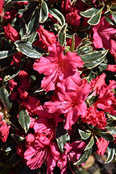Silver Sword Azalea (Rhododendron 'Silver Sword') at Lakeshore Garden Centres