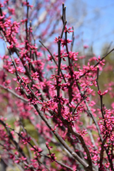 Northern Lites Redbud (Cercis canadensis 'WFHnoli') at Lakeshore Garden Centres