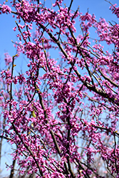 Sparkling Wine Redbud (Cercis canadensis 'JN21') at A Very Successful Garden Center