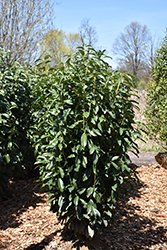 Genolia Cherry Laurel (Prunus laurocerasus 'Mariblon') at Stonegate Gardens
