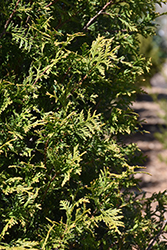 Steeplechase Arborvitae (Thuja 'Steeplechase') at A Very Successful Garden Center