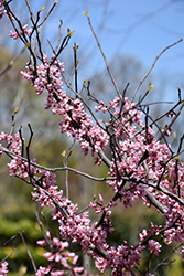 Cotton Candy Redbud (Cercis canadensis 'Sjo') at A Very Successful Garden Center