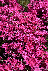 Scarlet Flame Moss Phlox (Phlox subulata 'Scarlet Flame') at A Very Successful Garden Center