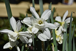 Thalia Daffodil (Narcissus 'Thalia') at Lakeshore Garden Centres