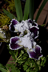 Puddy Tat Iris (Iris 'Puddy Tat') at A Very Successful Garden Center