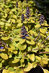 Feathered Friends Tropical Toucan Bugleweed (Ajuga 'Tropical Toucan') at A Very Successful Garden Center