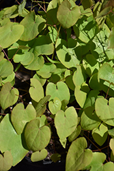 Black Sea Barrenwort (Epimedium 'Black Sea') at Stonegate Gardens