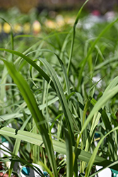 Lemon Grass (Cymbopogon flexuosus) at A Very Successful Garden Center