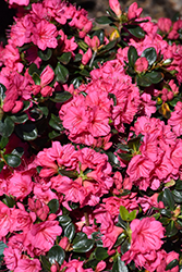 Hershey's Pink Azalea (Rhododendron 'Hershey's Pink') at Stonegate Gardens