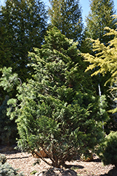 Graciosa Hinoki Falsecypress (Chamaecyparis obtusa 'Graciosa') at A Very Successful Garden Center