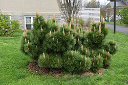 Thunderhead Japanese Black Pine (Pinus thunbergii 'Thunderhead') at A Very Successful Garden Center