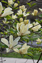 Tranquility Magnolia (Magnolia 'Tranquility') at Stonegate Gardens