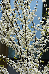 Royal White Redbud (Cercis canadensis 'Royal White') at A Very Successful Garden Center