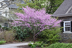 Alley Cat Redbud (Cercis canadensis 'Alley Cat') at Lakeshore Garden Centres