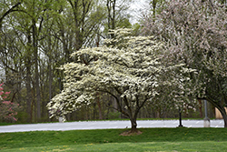 Springtime Flowering Dogwood (Cornus florida 'Springtime') at A Very Successful Garden Center