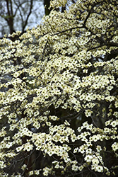 Springtime Flowering Dogwood (Cornus florida 'Springtime') at Stonegate Gardens
