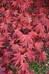 Purple Ghost Japanese Maple (Acer palmatum 'Purple Ghost') at Stonegate Gardens