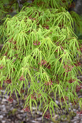 Shinobuga Oka Japanese Maple (Acer palmatum 'Shinobuga Oka') at Stonegate Gardens