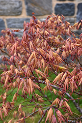 Aka Shigitatsu Sawa Japanese Maple (Acer palmatum 'Aka Shigitatsu Sawa') at Lakeshore Garden Centres