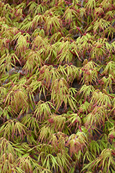 Spring Delight Japanese Maple (Acer palmatum 'Spring Delight') at A Very Successful Garden Center