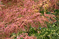 Villa Taranto Japanese Maple (Acer palmatum 'Villa Taranto') at Stonegate Gardens