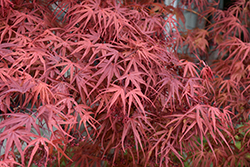 Beni Otake Japanese Maple (Acer palmatum 'Beni Otake') at A Very Successful Garden Center